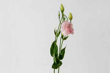 Eustoma